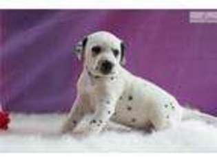 Dalmatian Puppy for sale in Youngstown, OH, USA