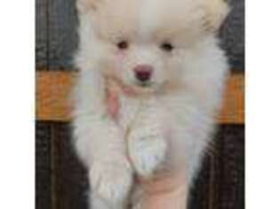 Pomeranian Puppy for sale in Creswell, NC, USA