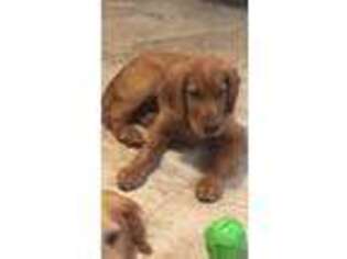 Golden Retriever Puppy for sale in Fort Worth, TX, USA