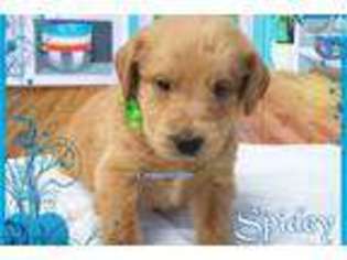 Labradoodle Puppy for sale in Nashville, TN, USA