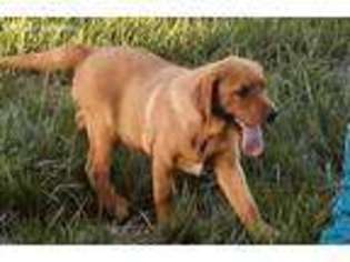 Labrador Retriever Puppy for sale in Keosauqua, IA, USA