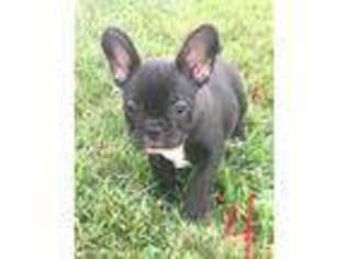 French Bulldog Puppy for sale in Rocky Comfort, MO, USA