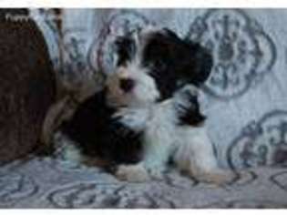 Havanese Puppy for sale in Morley, MI, USA