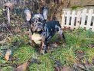 French Bulldog Puppy for sale in Lincoln, NE, USA