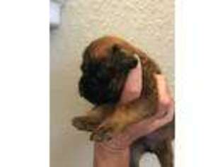 Boxer Puppy for sale in Diamond, MO, USA