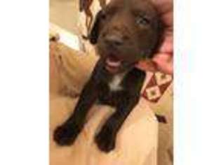 German Shorthaired Pointer Puppy for sale in Quincy, WA, USA
