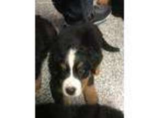 Bernese Mountain Dog Puppy for sale in Firestone, CO, USA