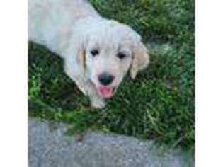 Goldendoodle Puppy for sale in Vacaville, CA, USA