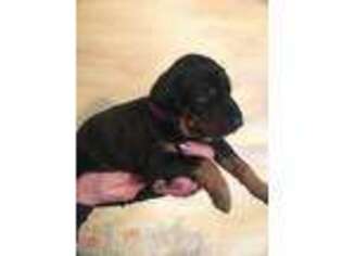 Doberman Pinscher Puppy for sale in Maplewood, OH, USA