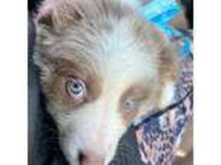Border Collie Puppy for sale in Sonora, CA, USA