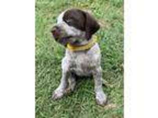 German Shorthaired Pointer Puppy for sale in Ozark, AL, USA