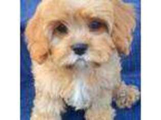 Cavalier King Charles Spaniel Puppy for sale in Seattle, WA, USA