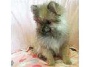 Pomeranian Puppy for sale in Hamilton, OH, USA