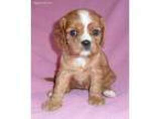 Cavalier King Charles Spaniel Puppy for sale in Butler, OH, USA