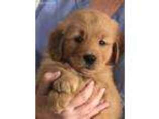 Golden Retriever Puppy for sale in Jerome, MI, USA