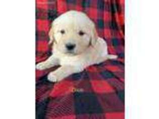 Golden Retriever Puppy for sale in Cunningham, KY, USA
