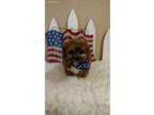 Shih-Poo Puppy for sale in Spiro, OK, USA