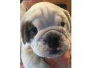 Bulldog Puppy for sale in Richfield, WI, USA