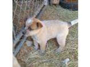Australian Cattle Dog Puppy for sale in Mason City, NE, USA