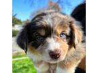 Miniature Australian Shepherd Puppy for sale in Riverside, CA, USA