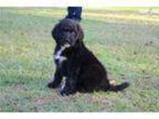 Labradoodle Puppy for sale in Hinesville, GA, USA