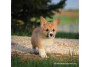 Pembroke Welsh Corgi Puppy for sale in Wever, IA, USA