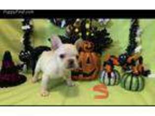 French Bulldog Puppy for sale in Norman, OK, USA