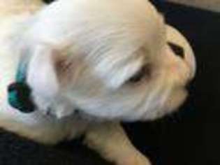 Coton de Tulear Puppy for sale in Alliance, OH, USA