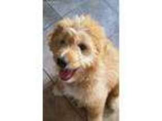 Goldendoodle Puppy for sale in Augusta, ME, USA