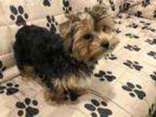 Yorkshire Terrier Puppy for sale in Hayesville, NC, USA