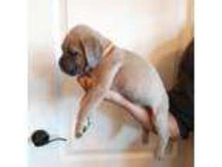 Cane Corso Puppy for sale in Apple Valley, CA, USA
