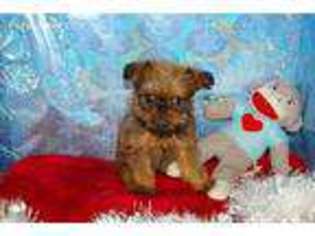 Brussels Griffon Puppy for sale in Alma, NE, USA