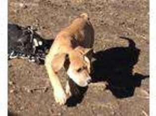 Great Dane Puppy for sale in Jasper, MO, USA
