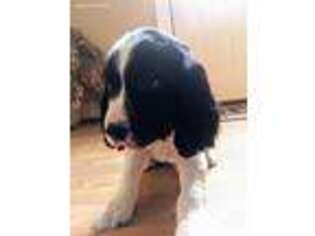 English Springer Spaniel Puppy for sale in Monmouth, ME, USA