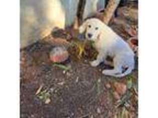Mutt Puppy for sale in Vista, CA, USA