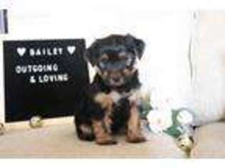 Yorkshire Terrier Puppy for sale in Middleburg, PA, USA