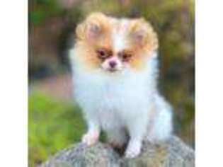 Pomeranian Puppy for sale in Stockton, CA, USA