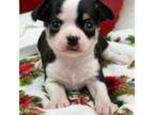 Chihuahua Puppy for sale in Goffstown, NH, USA