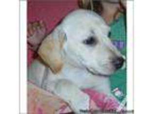 Medium Photo #1 Labrador Retriever Puppy For Sale in MIAMI, FL, USA