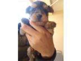 Yorkshire Terrier Puppy for sale in San Diego, CA, USA