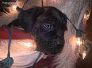 Cane Corso Puppy for sale in Austin, IN, USA