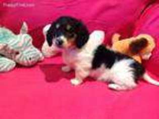 Dachshund Puppy for sale in Glencoe, MN, USA