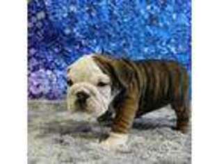 Bulldog Puppy for sale in Woonsocket, SD, USA