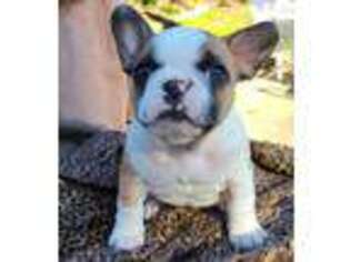 French Bulldog Puppy for sale in Carrollton, GA, USA