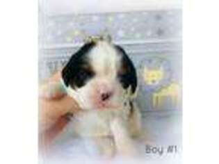 Cavalier King Charles Spaniel Puppy for sale in Brainerd, MN, USA