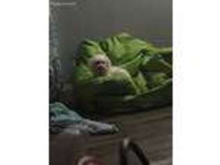 Maltese Puppy for sale in Ringgold, VA, USA