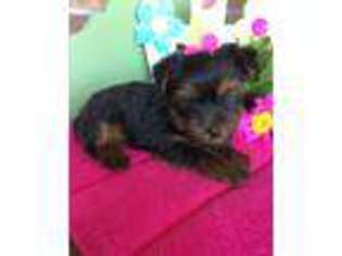 Yorkshire Terrier Puppy for sale in Baileyville, KS, USA