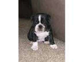 Bulldog Puppy for sale in Phelan, CA, USA
