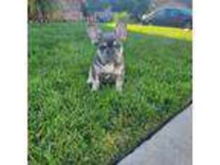 French Bulldog Puppy for sale in Marysville, CA, USA