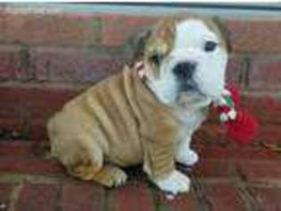Bulldog Puppy for sale in Knoxville, TN, USA